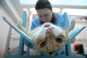 кастрация и стерилизация котов и кошек