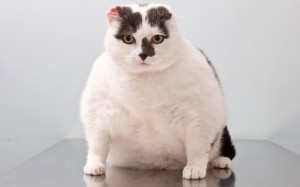 толстая кошка как определить