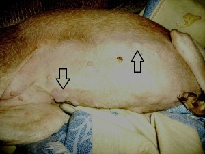 опухоль молочной железы у собаки