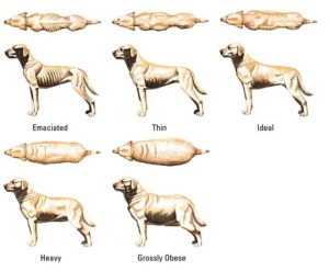 Определение избыточного веса у собак