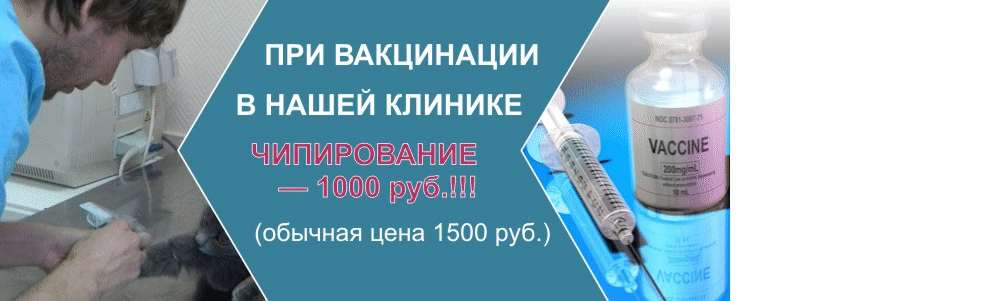 akciya_baner_pri_vakcinaciichipirovanie_1000_rub_1